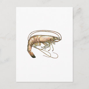 Carte Postale Southern Shrimp Art
