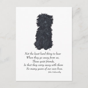 Carte Postale Souvenir Affenpinscher