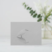 Carte Postale Soyez toujours Egret (Debout devant)