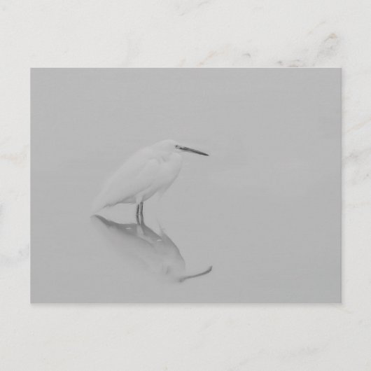 Carte Postale Soyez toujours Egret (Devant)
