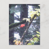 Carte Postale Soyez vous-même (Devant)