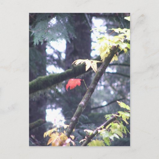 Carte Postale Soyez vous-même (Devant)