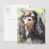 Carte Postale Spaniel Cavalier King Charles peint (Devant / Derrière)