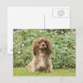Carte Postale Spaniel Cavalier King Charles Ruby dans l'herbe (Devant / Derrière)
