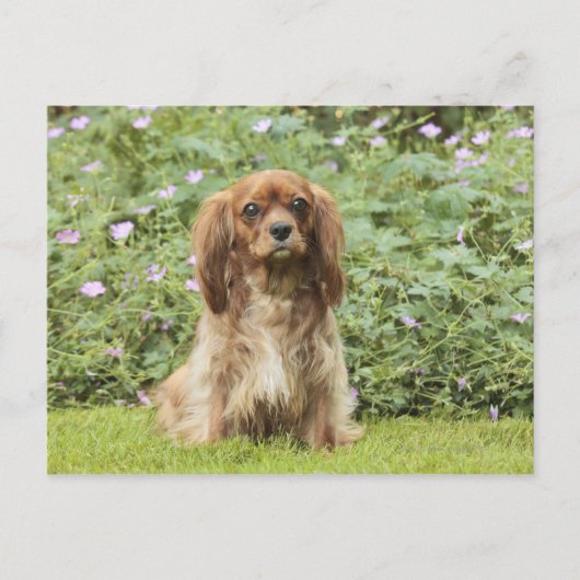 Carte Postale Spaniel Cavalier King Charles Ruby dans l'herbe (Devant)