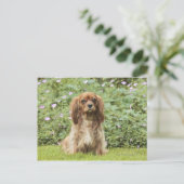 Carte Postale Spaniel Cavalier King Charles Ruby dans l'herbe (Debout devant)