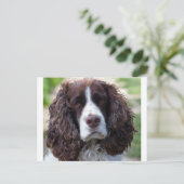 Carte Postale spaniel de springer anglais.png (Debout devant)