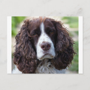 Carte Postale spaniel de springer anglais.png