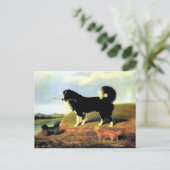 Carte Postale Spaniel et deux Norfolk Terriers (Debout devant)