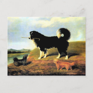 Carte Postale Spaniel et deux Norfolk Terriers