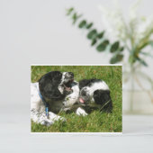 Carte Postale Spaniel Fun (Debout devant)