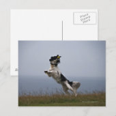 Carte Postale Spaniel Springer noir et blanc jouant avec (Devant / Derrière)