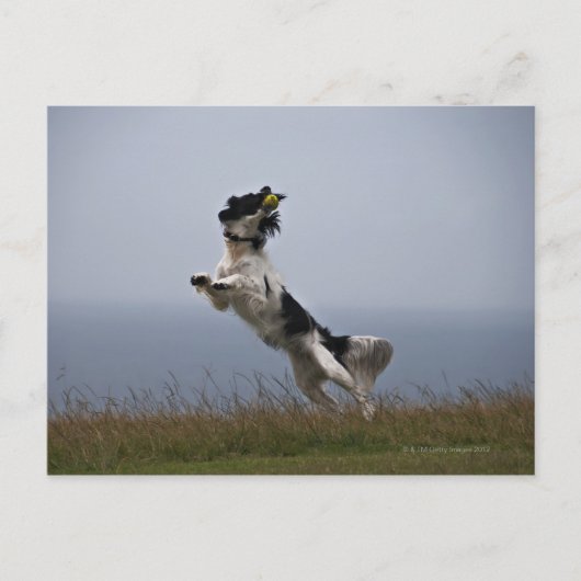 Carte Postale Spaniel Springer noir et blanc jouant avec (Devant)