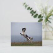 Carte Postale Spaniel Springer noir et blanc jouant avec (Debout devant)