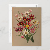 Carte Postale Sparaxis Tricolor Varr. par Arentina Arendsen (Devant / Derrière)