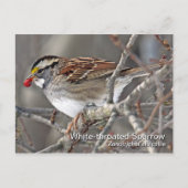 Carte postale Sparrow (Devant)
