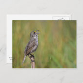 Carte Postale Sparrow (Devant / Derrière)