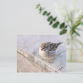 Carte Postale Sparrow (Debout devant)