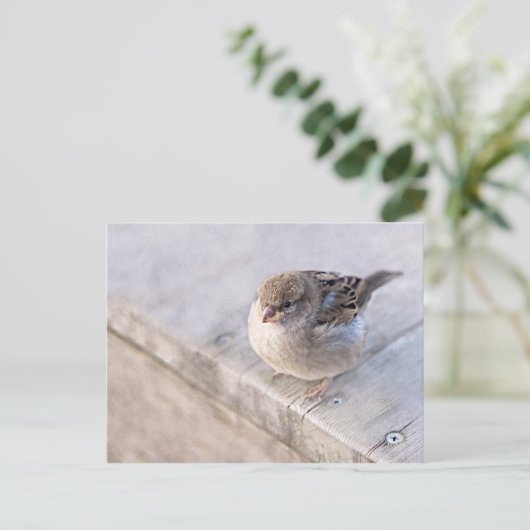 Carte Postale Sparrow (Debout devant)