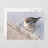 Carte Postale Sparrow (Devant / Derrière)