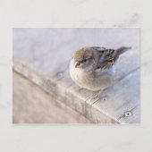 Carte Postale Sparrow (Devant)