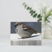 Carte Postale Sparrow (Debout devant)