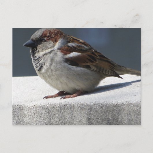 Carte Postale Sparrow (Devant)