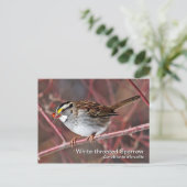 Carte postale Sparrow à gorge blanche (Debout devant)