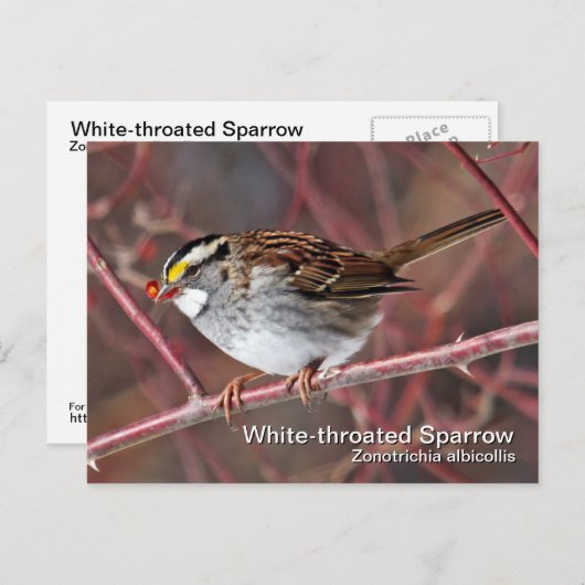 Carte postale Sparrow à gorge blanche (Devant / Derrière)