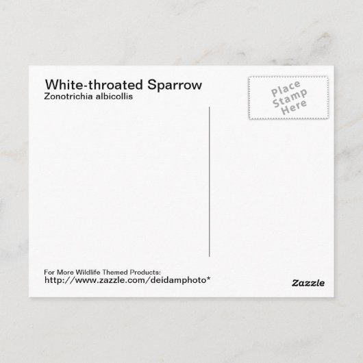 Carte postale Sparrow à gorge blanche (Dos)