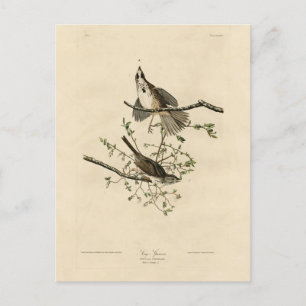 Carte Postale Sparrow de Audubon's Birds of America