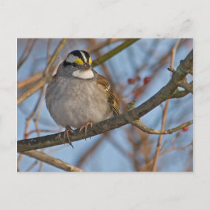 Carte postale Sparrow d'hiver