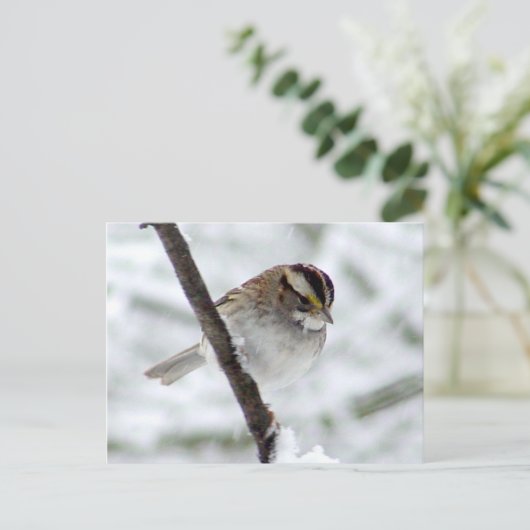 Carte postale Sparrow d'hiver (Debout devant)