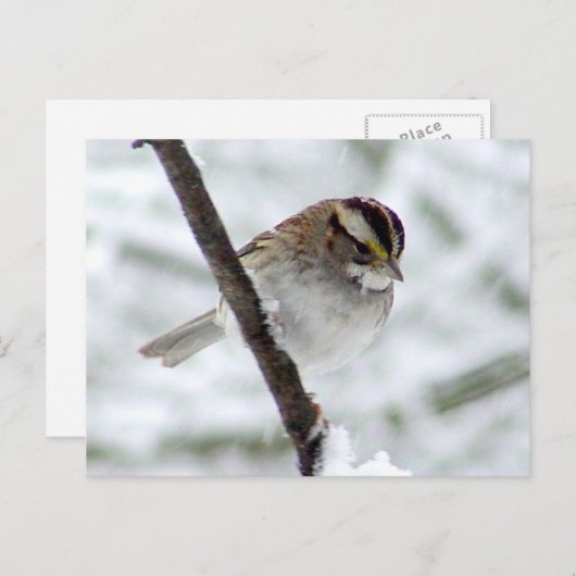 Carte postale Sparrow d'hiver (Devant / Derrière)