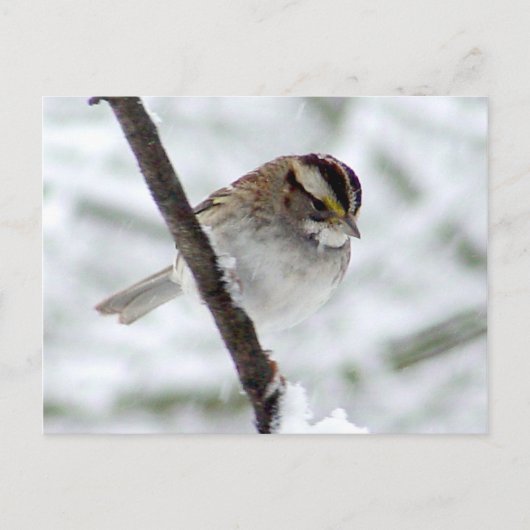 Carte postale Sparrow d'hiver (Devant)