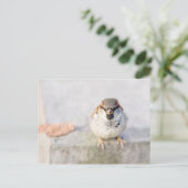 Carte Postale Sparrow - Le Guerrier (Debout devant)