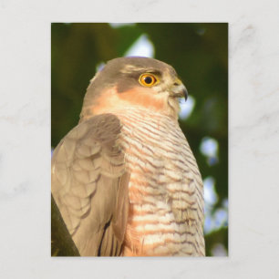 Carte Postale Sparrowhawk