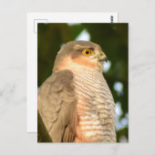 Carte Postale Sparrowhawk (Devant / Derrière)