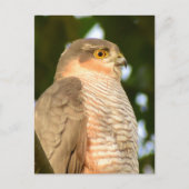 Carte Postale Sparrowhawk (Devant)
