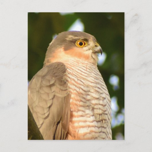 Carte Postale Sparrowhawk (Devant)