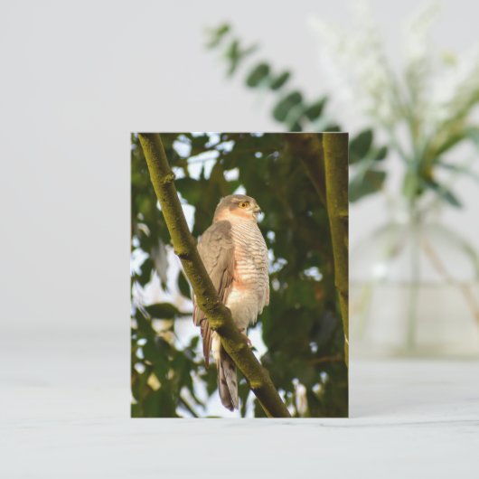 Carte Postale Sparrowhawk (Debout devant)