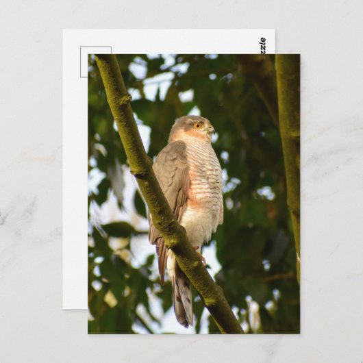 Carte Postale Sparrowhawk (Devant / Derrière)