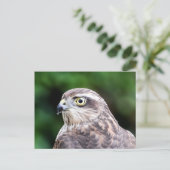 Carte postale Sparrowhawk Femme (Debout devant)
