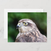 Carte postale Sparrowhawk Femme (Devant / Derrière)