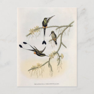 Carte Postale Spathura Solstitialis