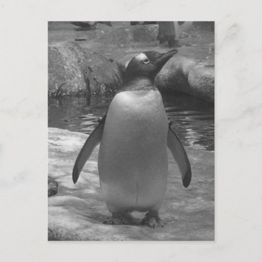 Carte Postale Spats de Leslie Peppers (Devant)