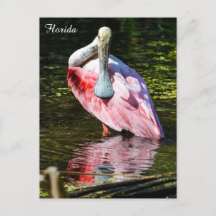 Carte Postale Spatule de rose en Floride