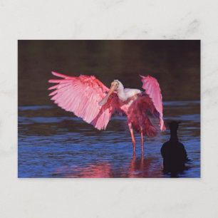 Carte Postale Spatule rose (ajaja d'Ajaia) avec Cormorant