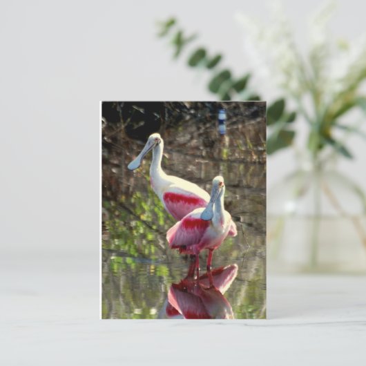 Carte Postale Spatule rosée (Debout devant)