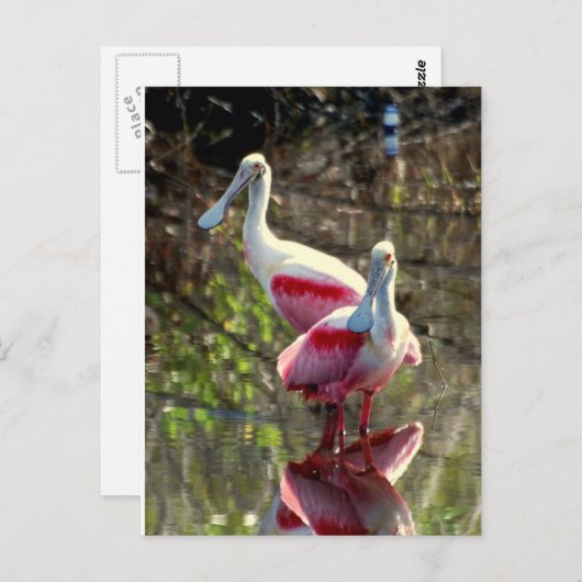 Carte Postale Spatule rosée (Devant / Derrière)